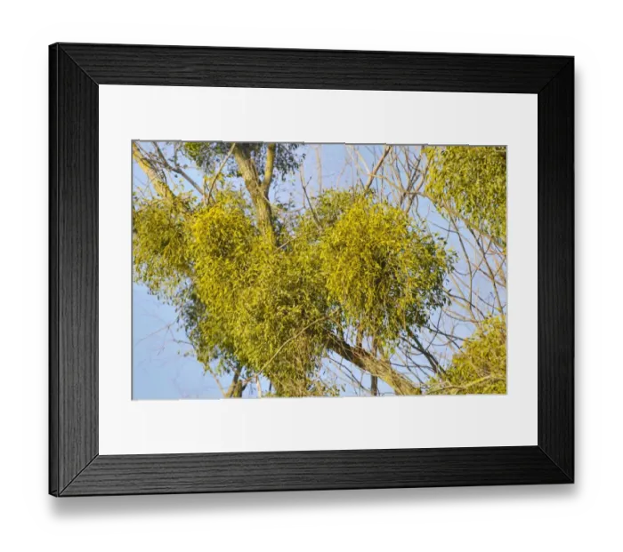 Framed Print : Parasitic plant, Mistletoe -Viscum album- on a Willow -Salix sp-, riverine vegetation, Innufer Aue, bei Rosenheim, Upper Bavaria, Bavaria, Germany Framed Print : Parasitic plant, Mistletoe -Viscum album- on a Willow -Salix sp-, riverine vegetation, Innufer Aue, bei Rosenheim, Upper Bavaria, Bavaria, Germany