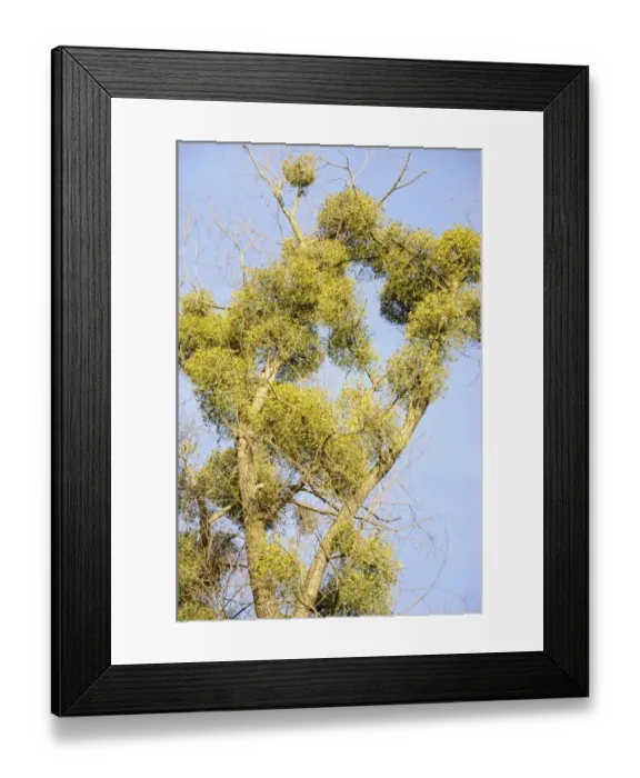 Framed Print : Parasitic plant, Mistletoe -Viscum album- on a Willow -Salix sp-, riverine vegetation, Innufer Aue, bei Rosenheim, Upper Bavaria, Bavaria, Germany Framed Print : Parasitic plant, Mistletoe -Viscum album- on a Willow -Salix sp-, riverine vegetation, Innufer Aue, bei Rosenheim, Upper Bavaria, Bavaria, Germany