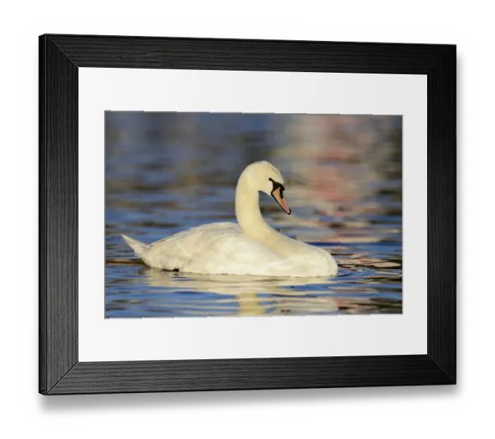 Framed Print : Mute Swan -Cygnus olor- in the evening light, Cham, Canton of Zug, Switzerland Framed Print : Mute Swan -Cygnus olor- in the evening light, Cham, Canton of Zug, Switzerland