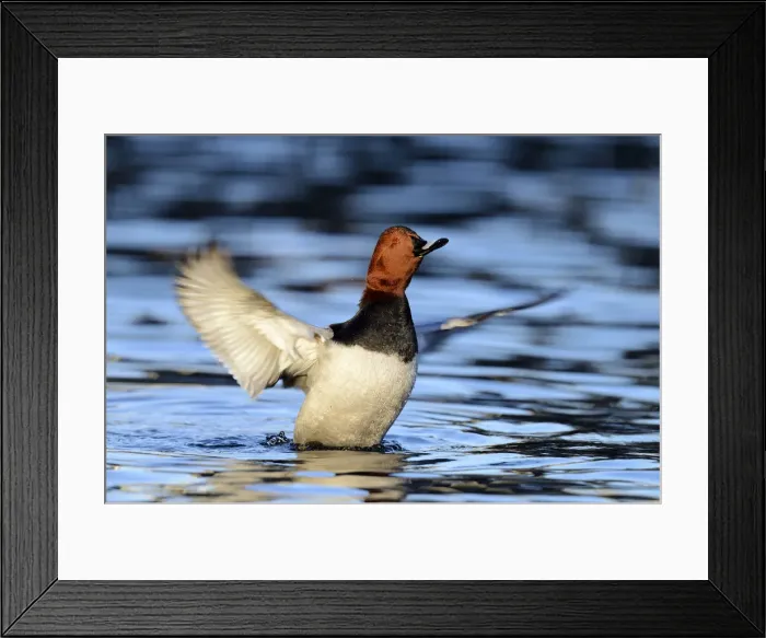 Framed Print : Common Pochard -Aythya ferina-, drake flapping its wings, Cham, Canton of Zug, Switzerland Framed Print : Common Pochard -Aythya ferina-, drake flapping its wings, Cham, Canton of Zug, Switzerland