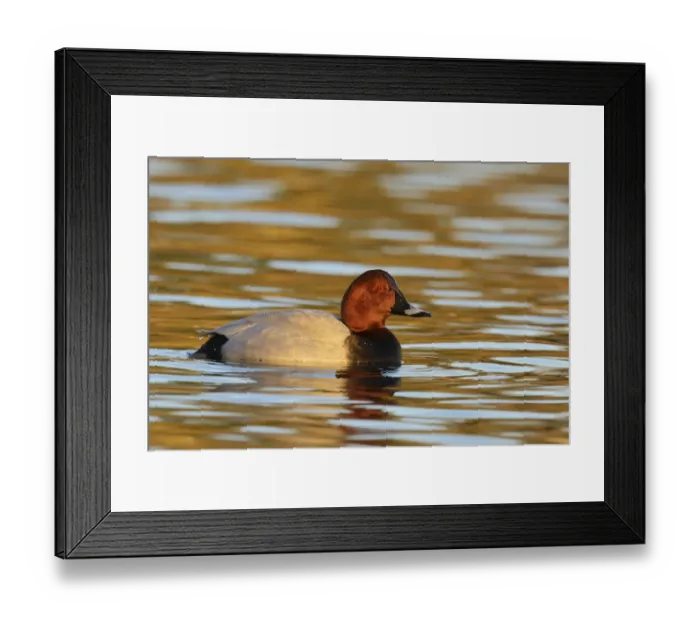Framed Print : Common Pochard -Aythya ferina-, drake in breeding plumage, Cham, Canton of Zug, Switzerland Framed Print : Common Pochard -Aythya ferina-, drake in breeding plumage, Cham, Canton of Zug, Switzerland
