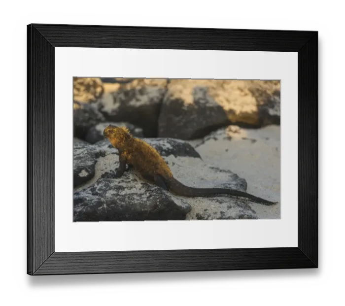 Framed Print : Marine Iguana -Amblyrhynchus cristatus-, Mosquera Island, Galapagos Islands, Ecuador Framed Print : Marine Iguana -Amblyrhynchus cristatus-, Mosquera Island, Galapagos Islands, Ecuador