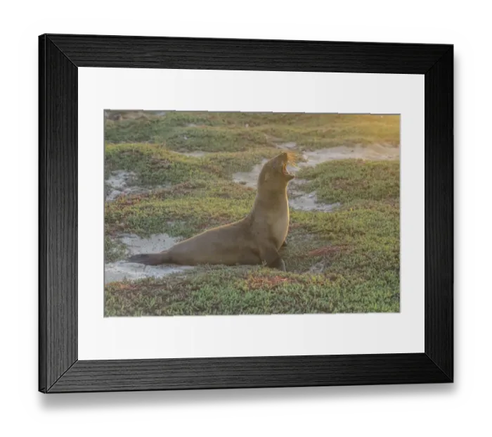 Framed Print : Galapagos Sea Lion -Zalophus wollebaeki- yawning, Mosquera Island, Galapagos Islands, Ecuador Framed Print : Galapagos Sea Lion -Zalophus wollebaeki- yawning, Mosquera Island, Galapagos Islands, Ecuador