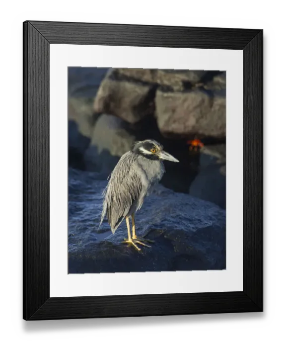 Framed Print : Yellow-crowned Night Heron -Nyctanassa violacea, Nycticorax violaceus-, Mosquera Island, Galapagos Islands Framed Print : Yellow-crowned Night Heron -Nyctanassa violacea, Nycticorax violaceus-, Mosquera Island, Galapagos Islands