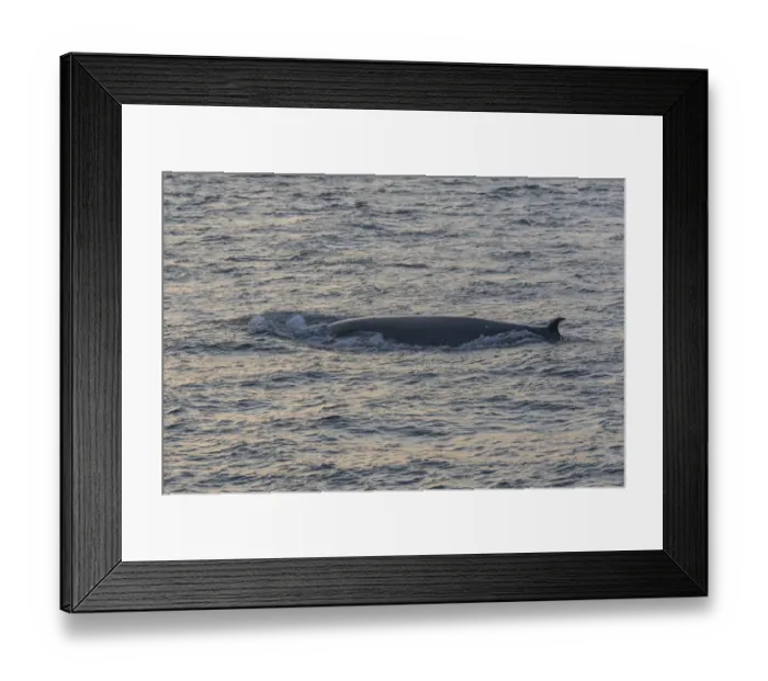Framed Print : Brydes Whale -Balaenoptera brydei-, San Cristobal Island, Galapagos Islands, Ecuador Framed Print : Brydes Whale -Balaenoptera brydei-, San Cristobal Island, Galapagos Islands, Ecuador