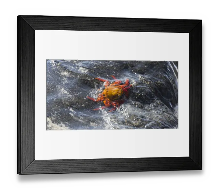 Framed Print : Red Rock Crab -Grapsus grapsus- on a rock in the surf, San Cristobal Island, Galapagos Islands, Ecuador Framed Print : Red Rock Crab -Grapsus grapsus- on a rock in the surf, San Cristobal Island, Galapagos Islands, Ecuador