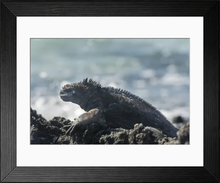 Framed Print : Marine Iguana -Amblyrhynchus cristatus-, San Cristobal Island, Galapagos Islands, Ecuador Framed Print : Marine Iguana -Amblyrhynchus cristatus-, San Cristobal Island, Galapagos Islands, Ecuador