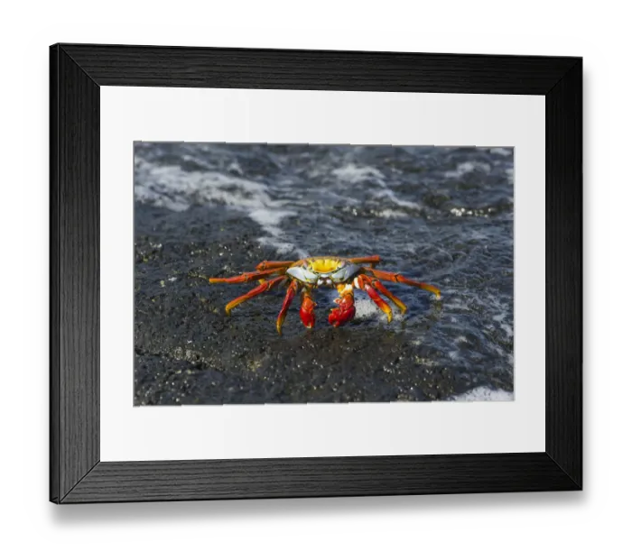 Framed Print : Red Rock Crab -Grapsus grapsus- on a rock in the surf, San Cristobal Island, Galapagos Islands, Ecuador