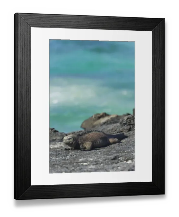 Framed Print : Marine Iguana -Amblyrhynchus cristatus-, San Cristobal Island, Galapagos Islands, Ecuador Framed Print : Marine Iguana -Amblyrhynchus cristatus-, San Cristobal Island, Galapagos Islands, Ecuador
