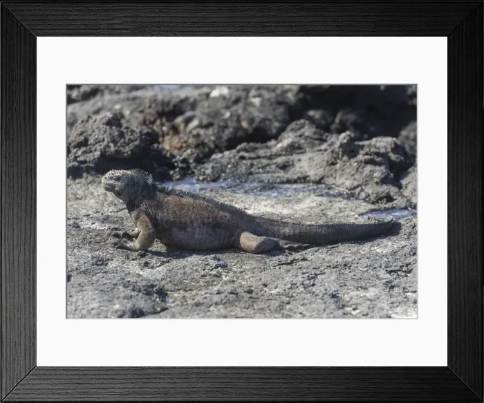 Framed Print : Marine Iguana -Amblyrhynchus cristatus-, San Cristobal Island, Galapagos Islands, Ecuador Framed Print : Marine Iguana -Amblyrhynchus cristatus-, San Cristobal Island, Galapagos Islands, Ecuador