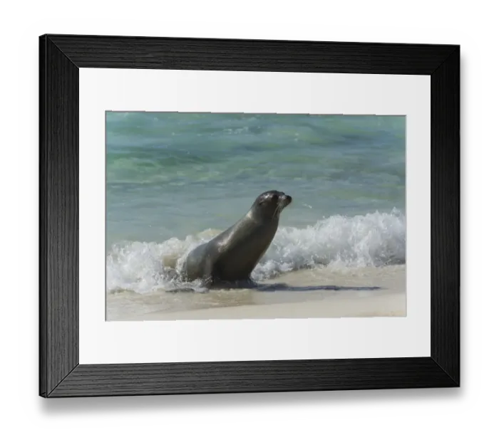 Framed Print : Galapagos Sea Lion -Zalophus wollebaeki- on the beach, San Cristobal Island, Galapagos Islands, Ecuador Framed Print : Galapagos Sea Lion -Zalophus wollebaeki- on the beach, San Cristobal Island, Galapagos Islands, Ecuador