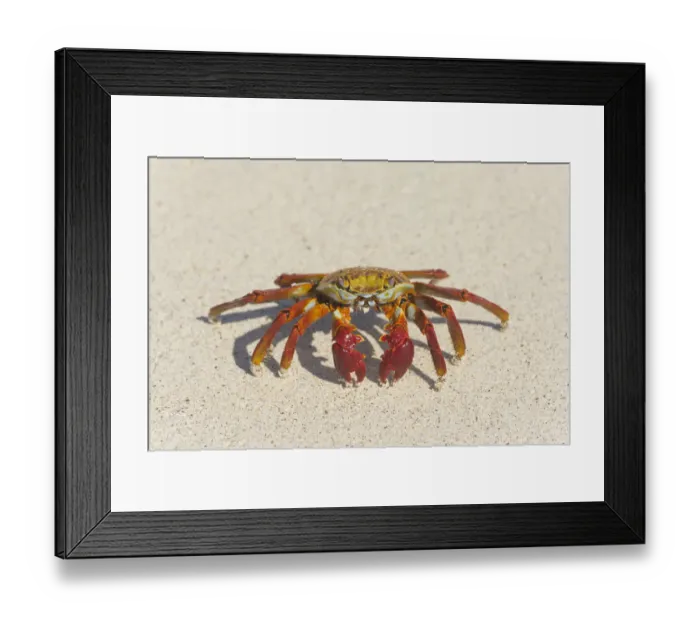 Framed Print : Red Rock Crab -Grapsus grapsus-, San Cristobal Island, Galapagos Islands, Ecuador Framed Print : Red Rock Crab -Grapsus grapsus-, San Cristobal Island, Galapagos Islands, Ecuador
