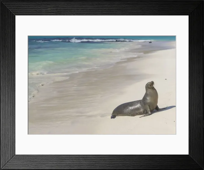 Framed Print : Galapagos Sea Lion -Zalophus wollebaeki- on the beach, San Cristobal Island, Galapagos Islands, Ecuador