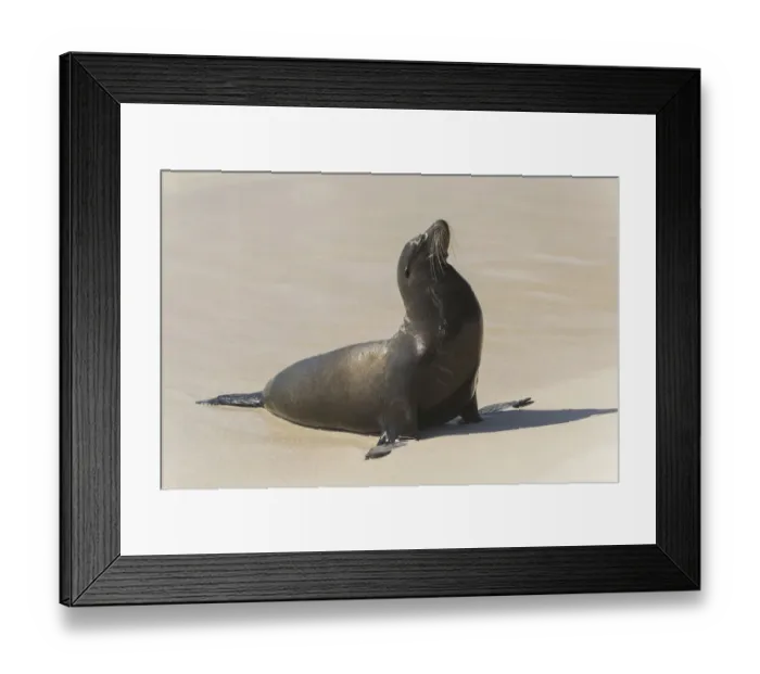 Framed Print : Galapagos Sea Lion -Zalophus wollebaeki- on the beach, San Cristobal Island, Galapagos Islands, Ecuador