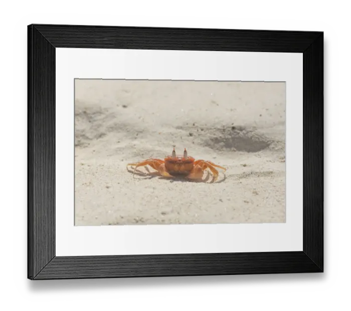 Framed Print : Painted Ghost Crab or Cart Driver Crab -Ocypode gaudichaudii-, San Cristobal Island, Galapagos Islands, Ecuador Framed Print : Painted Ghost Crab or Cart Driver Crab -Ocypode gaudichaudii-, San Cristobal Island, Galapagos Islands, Ecuador