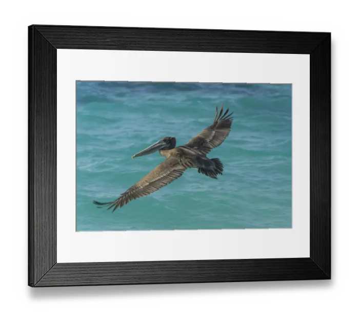 Framed Print : Brown Pelican -Pelecanus occidentalis-, Isla de San Cristobal, Galapagos Islands Framed Print : Brown Pelican -Pelecanus occidentalis-, Isla de San Cristobal, Galapagos Islands
