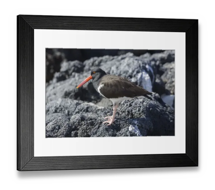 Framed Print : Galapagos Oystercatcher or Pied Oystercatcher -Haematopus palliatus galapagensis-, Isla de San Cristobal, Galapagos Islands Framed Print : Galapagos Oystercatcher or Pied Oystercatcher -Haematopus palliatus galapagensis-, Isla de San Cristobal, Galapagos Islands