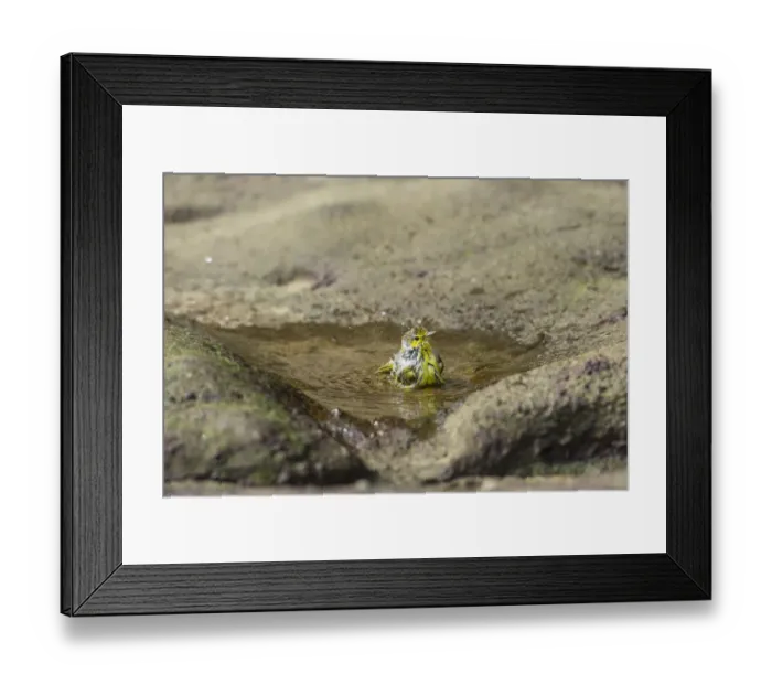 Framed Print : Yellow Warbler -Dendroica petechia- taking a bath, Punta Pitt, Isla de San Cristobal, Galapagos Islands Framed Print : Yellow Warbler -Dendroica petechia- taking a bath, Punta Pitt, Isla de San Cristobal, Galapagos Islands