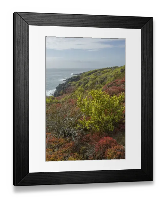 Framed Print : Endemic plants, Galapagos Carpetweed -Sesuvium edmonstonei-, at Punta Pitt, Isla de San Cristobal, Galapagos Islands, Ecuador Framed Print : Endemic plants, Galapagos Carpetweed -Sesuvium edmonstonei-, at Punta Pitt, Isla de San Cristobal, Galapagos Islands, Ecuador