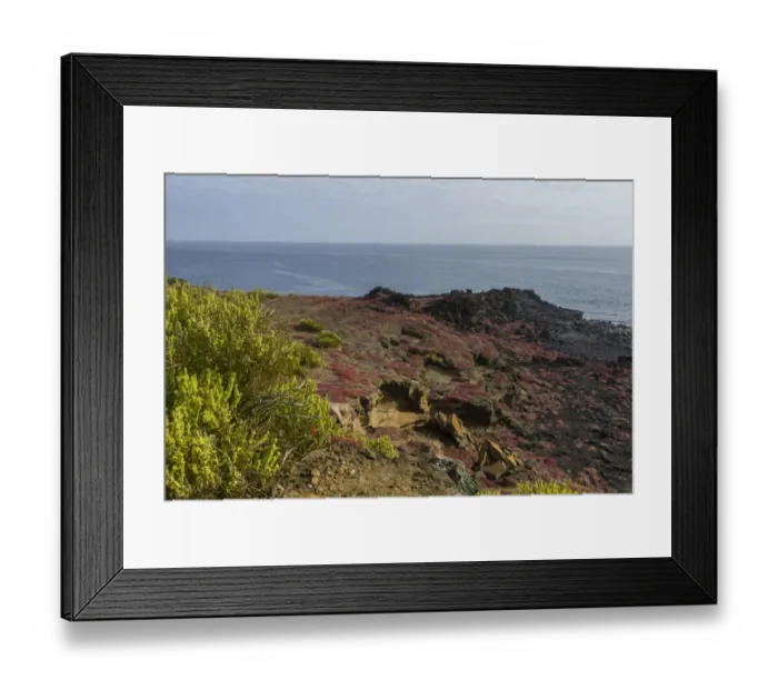 Framed Print : Endemic plants, Galapagos Carpetweed -Sesuvium edmonstonei-, at Punta Pitt, Isla de San Cristobal, Galapagos Islands, Ecuador Framed Print : Endemic plants, Galapagos Carpetweed -Sesuvium edmonstonei-, at Punta Pitt, Isla de San Cristobal, Galapagos Islands, Ecuador