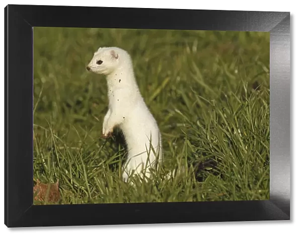 Stoat, Ermine or Short-tailed weasel -Mustela erminea-, winter fur, Allgau, Bavaria, Germany