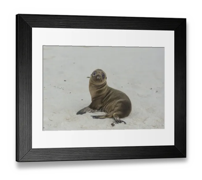 Framed Print : Young Galapagos Sea Lion -Zalophus wollebaeki-, pup, Espanola Island, Galapagos Islands, Ecuador Framed Print : Young Galapagos Sea Lion -Zalophus wollebaeki-, pup, Espanola Island, Galapagos Islands, Ecuador