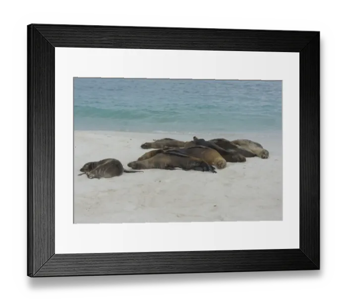 Framed Print : Sleeping Galapagos Sea Lions -Zalophus wollebaeki-, Espanola Island, Galapagos Islands, Ecuador Framed Print : Sleeping Galapagos Sea Lions -Zalophus wollebaeki-, Espanola Island, Galapagos Islands, Ecuador