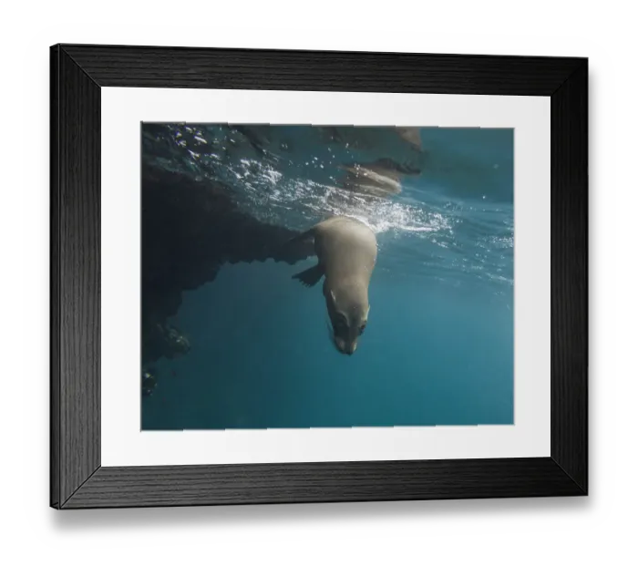 Framed Print : Galapagos Sea Lion -Zalophus wollebaeki- under water, Espanola Island, Galapagos Islands, Ecuador Framed Print : Galapagos Sea Lion -Zalophus wollebaeki- under water, Espanola Island, Galapagos Islands, Ecuador