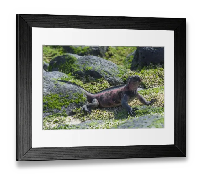Framed Print : Marine Iguana -Amblyrhynchus cristatus-, Espanola Island, Galapagos Islands, Ecuador Framed Print : Marine Iguana -Amblyrhynchus cristatus-, Espanola Island, Galapagos Islands, Ecuador