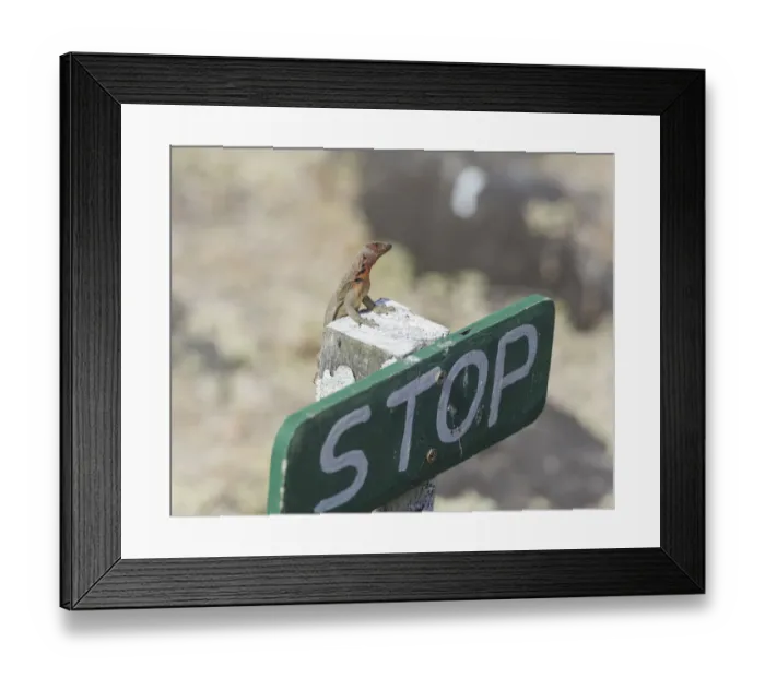 Framed Print : Galapagos Lava Lizard -Microlophus albemarlensis- on a stop sign, Espanola Island, Galapagos Islands, Ecuador Framed Print : Galapagos Lava Lizard -Microlophus albemarlensis- on a stop sign, Espanola Island, Galapagos Islands, Ecuador