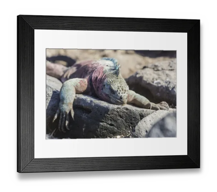 Framed Print : Marine Iguana -Amblyrhynchus cristatus-, Espanola Island, Galapagos Islands, Ecuador Framed Print : Marine Iguana -Amblyrhynchus cristatus-, Espanola Island, Galapagos Islands, Ecuador