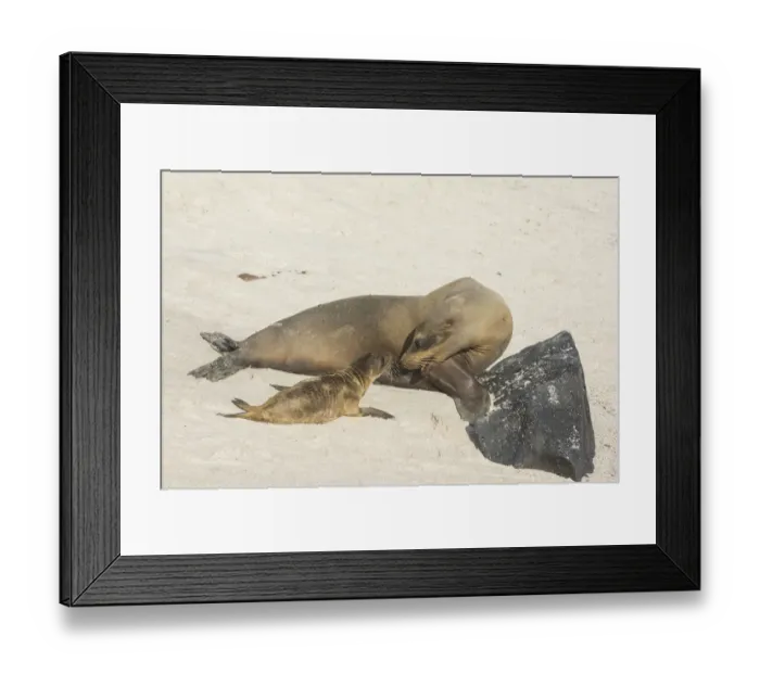 Framed Print : Galapagos Sea Lion -Zalophus wollebaeki-, adult turning to pup, Espanola Island, Galapagos Islands, Ecuador Framed Print : Galapagos Sea Lion -Zalophus wollebaeki-, adult turning to pup, Espanola Island, Galapagos Islands, Ecuador