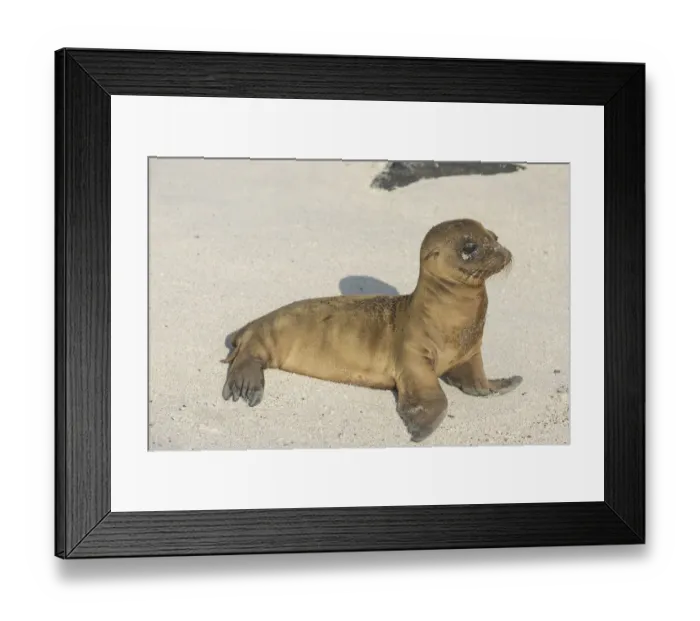 Framed Print : Young Galapagos Sea Lion -Zalophus wollebaeki-, pup, Espanola Island, Galapagos Islands, Ecuador Framed Print : Young Galapagos Sea Lion -Zalophus wollebaeki-, pup, Espanola Island, Galapagos Islands, Ecuador