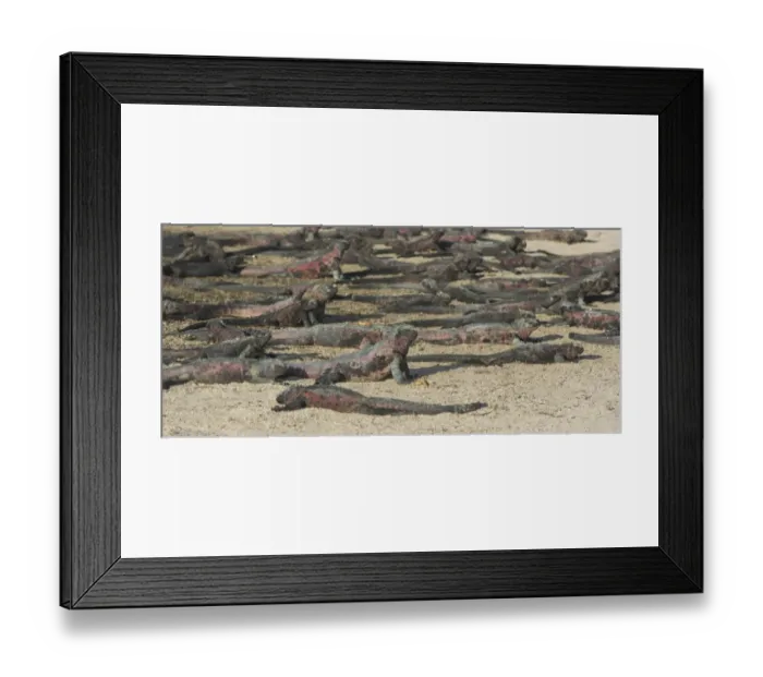 Framed Print : Marine Iguanas -Amblyrhynchus cristatus- on a sandy beach, Espanola Island, Galapagos Islands, Ecuador Framed Print : Marine Iguanas -Amblyrhynchus cristatus- on a sandy beach, Espanola Island, Galapagos Islands, Ecuador
