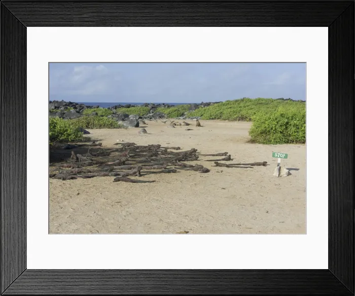 Framed Print : Marine Iguanas -Amblyrhynchus cristatus- on a sandy beach, Espanola Island, Galapagos Islands, Ecuador Framed Print : Marine Iguanas -Amblyrhynchus cristatus- on a sandy beach, Espanola Island, Galapagos Islands, Ecuador