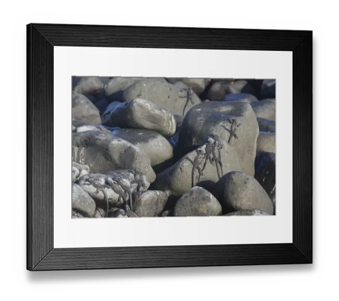 Framed Print : Marine Iguanas -Amblyrhynchus cristatus- on rocks, Espanola Island, Galapagos Islands, Ecuador Framed Print : Marine Iguanas -Amblyrhynchus cristatus- on rocks, Espanola Island, Galapagos Islands, Ecuador