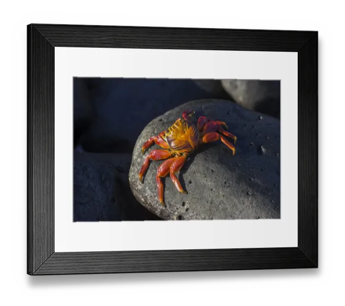 Framed Print : Red Rock Crab -Grapsus grapsus-, Espanola Island, Galapagos Islands, Ecuador Framed Print : Red Rock Crab -Grapsus grapsus-, Espanola Island, Galapagos Islands, Ecuador