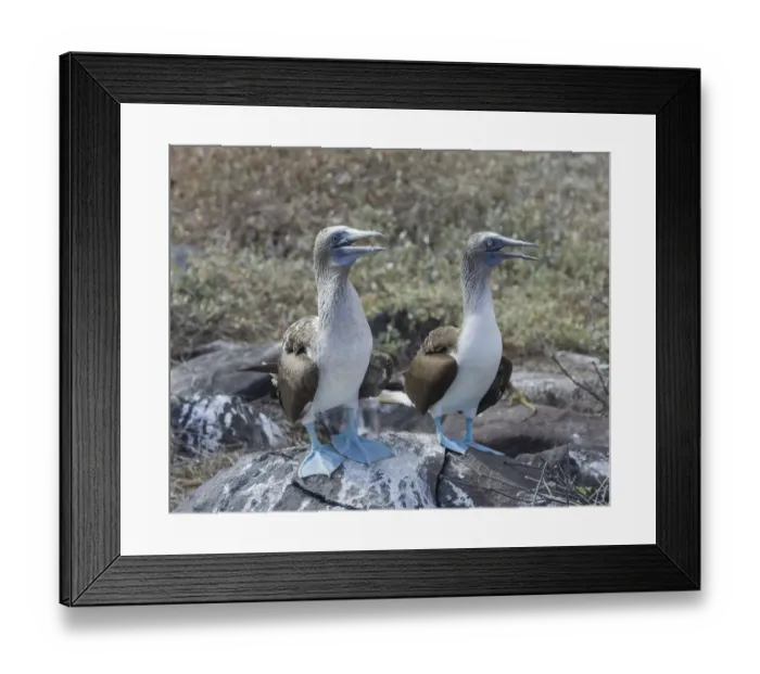 Framed Print : Blue-footed Boobies -Sula nebouxii-, Isla Espanola, Galapagos Islands Framed Print : Blue-footed Boobies -Sula nebouxii-, Isla Espanola, Galapagos Islands