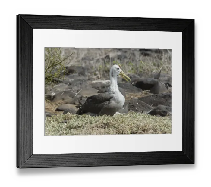 Framed Print : Young Waved Albatross or Galapagos Albatross -Phoebastria irrorata-, Isla Espanola, Galapagos Islands Framed Print : Young Waved Albatross or Galapagos Albatross -Phoebastria irrorata-, Isla Espanola, Galapagos Islands