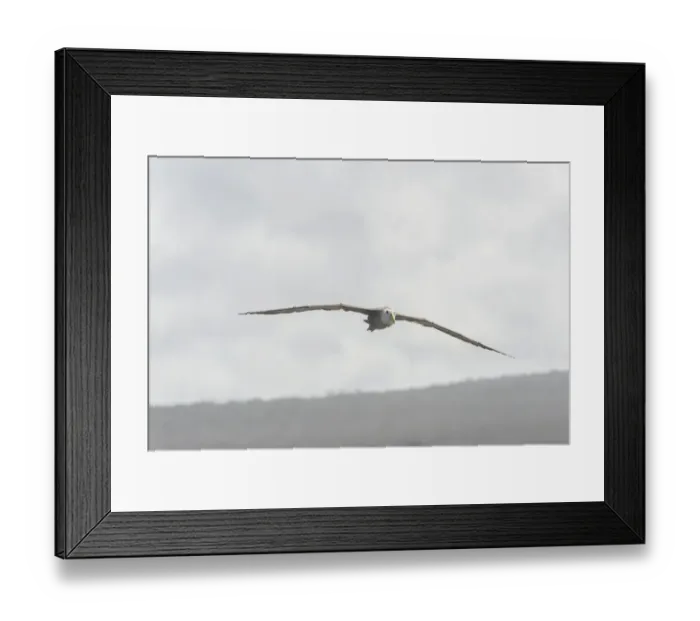 Framed Print : Waved Albatross or Galapagos Albatross -Phoebastria irrorata- in flight, Isla Espanola, Galapagos Islands Framed Print : Waved Albatross or Galapagos Albatross -Phoebastria irrorata- in flight, Isla Espanola, Galapagos Islands