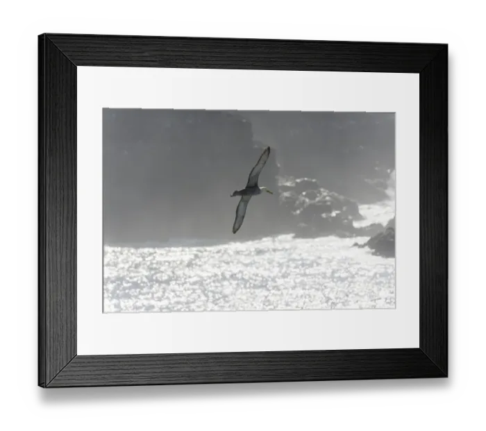 Framed Print : Waved Albatross or Galapagos Albatross -Phoebastria irrorata- in flight, Isla Espanola, Galapagos Islands Framed Print : Waved Albatross or Galapagos Albatross -Phoebastria irrorata- in flight, Isla Espanola, Galapagos Islands