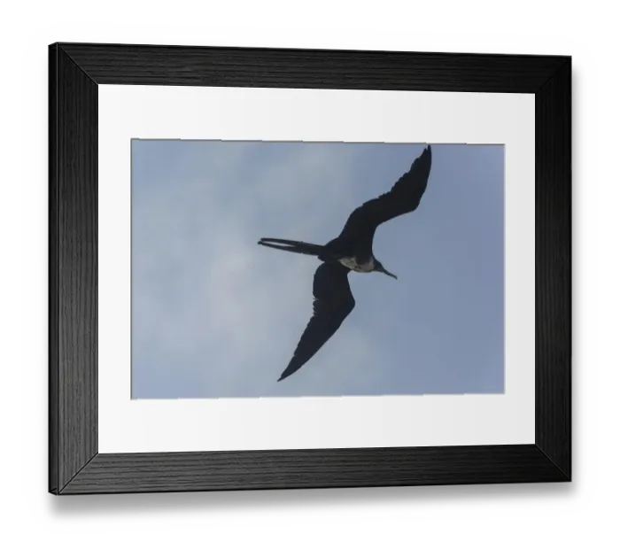 Framed Print : Female Great Frigatebird -Fregata minor- in flight, Isla Genovesa, Galapagos Islands Framed Print : Female Great Frigatebird -Fregata minor- in flight, Isla Genovesa, Galapagos Islands