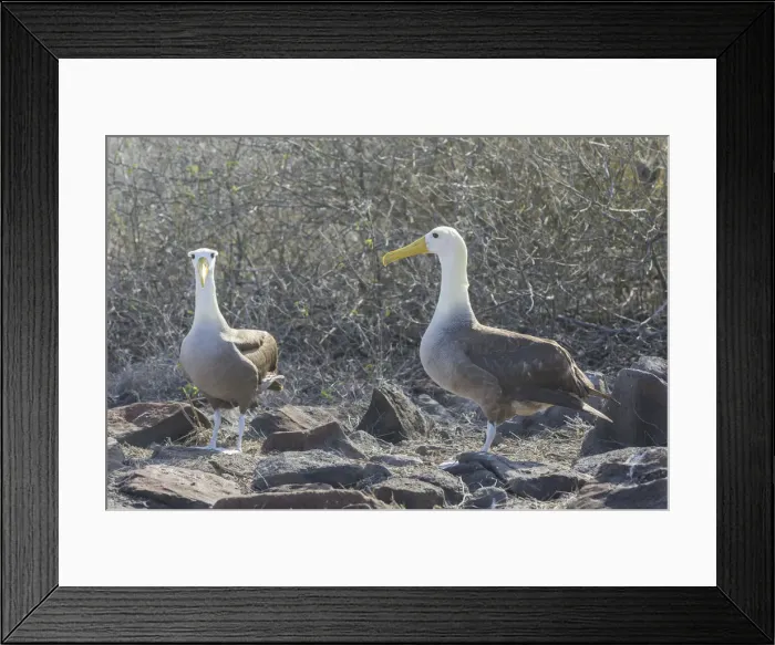 Framed Print : Waved Albatrosses or Galapagos Albatrosses -Phoebastria irrorata-, Isla Espanola, Galapagos Islands Framed Print : Waved Albatrosses or Galapagos Albatrosses -Phoebastria irrorata-, Isla Espanola, Galapagos Islands