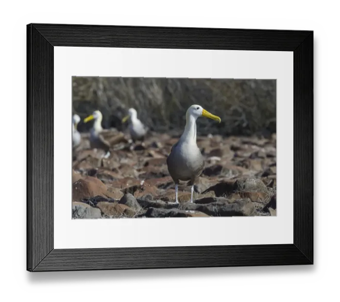 Framed Print : Waved Albatross or Galapagos Albatross -Phoebastria irrorata-, Isla Espanola, Galapagos Islands Framed Print : Waved Albatross or Galapagos Albatross -Phoebastria irrorata-, Isla Espanola, Galapagos Islands