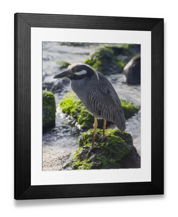 Framed Print : Yellow-crowned Night Heron -Nyctanassa violacea, Nycticorax violaceus- Isla Espanola, Galapagos Islands Framed Print : Yellow-crowned Night Heron -Nyctanassa violacea, Nycticorax violaceus- Isla Espanola, Galapagos Islands