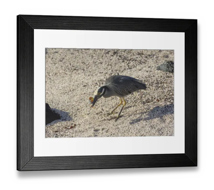Framed Print : Yellow-crowned Night Heron -Nyctanassa violacea, Nycticorax violaceus- feeding on a red rock crab, Isla Espanola, Galapagos Islands Framed Print : Yellow-crowned Night Heron -Nyctanassa violacea, Nycticorax violaceus- feeding on a red rock crab, Isla Espanola, Galapagos Islands