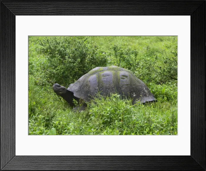Framed Print : Galapagos Giant Tortoise -Chelonoidis nigra-, Santa Cruz Island, Galapagos Islands, Ecuador Framed Print : Galapagos Giant Tortoise -Chelonoidis nigra-, Santa Cruz Island, Galapagos Islands, Ecuador