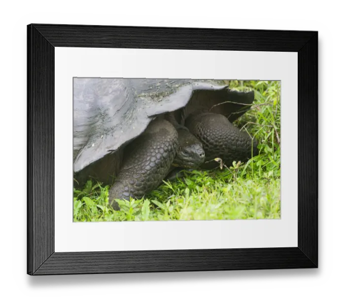 Framed Print : Galapagos Giant Tortoise -Chelonoidis nigra-, Santa Cruz Island, Galapagos Islands, Ecuador