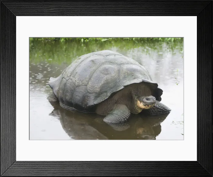 Framed Print : Galapagos Giant Tortoise -Chelonoidis nigra- in a pond, Santa Cruz Island, Galapagos Islands, Ecuador Framed Print : Galapagos Giant Tortoise -Chelonoidis nigra- in a pond, Santa Cruz Island, Galapagos Islands, Ecuador