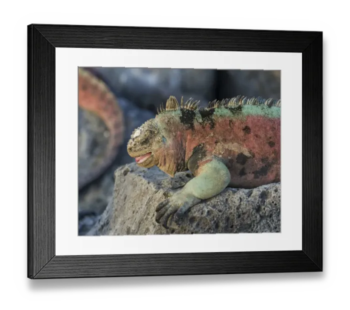 Framed Print : Marine Iguana -Amblyrhynchus cristatus-, Floreana, Galapagos Islands, Ecuador Framed Print : Marine Iguana -Amblyrhynchus cristatus-, Floreana, Galapagos Islands, Ecuador